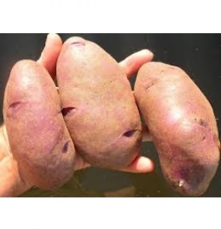 Успішна картопля кубанка відмінного смаку: опис сорту, характеристика, фото. картопляний пояс кубані коли на кубані садити картоплю