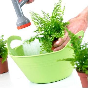 Як правильно очищати листя кімнатних рослин від пилу? як мити листя кімнатних квітів від пилу, щоб блищали? як правильно мити листя у кімнатних рослин.