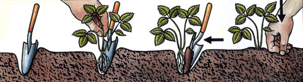 Коли можна висаджувати розсаду суниці. Суниця: посадка, догляд і вирощування суниці з насіння в домашніх умовах