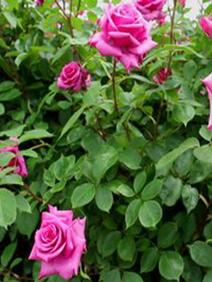 Троянди-кращі сорти. Сорти троянд-класифікація, опис з фото троянди по сортам