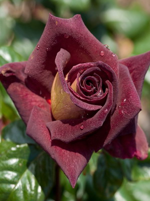 Троянди-кращі сорти. Сорти троянд-класифікація, опис з фото троянди по сортам