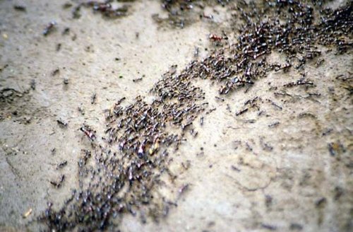 Мурахи вбивці-найнебезпечніші в світі. Мурахи чим небезпечні найстрашніші мурахи в світі