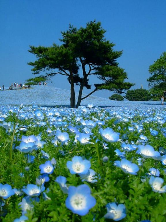 Приморський парк хітачі. Японія