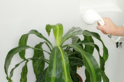 Як правильно очищати листя кімнатних рослин від пилу? як мити листя кімнатних квітів від пилу, щоб блищали? як правильно мити листя у кімнатних рослин.
