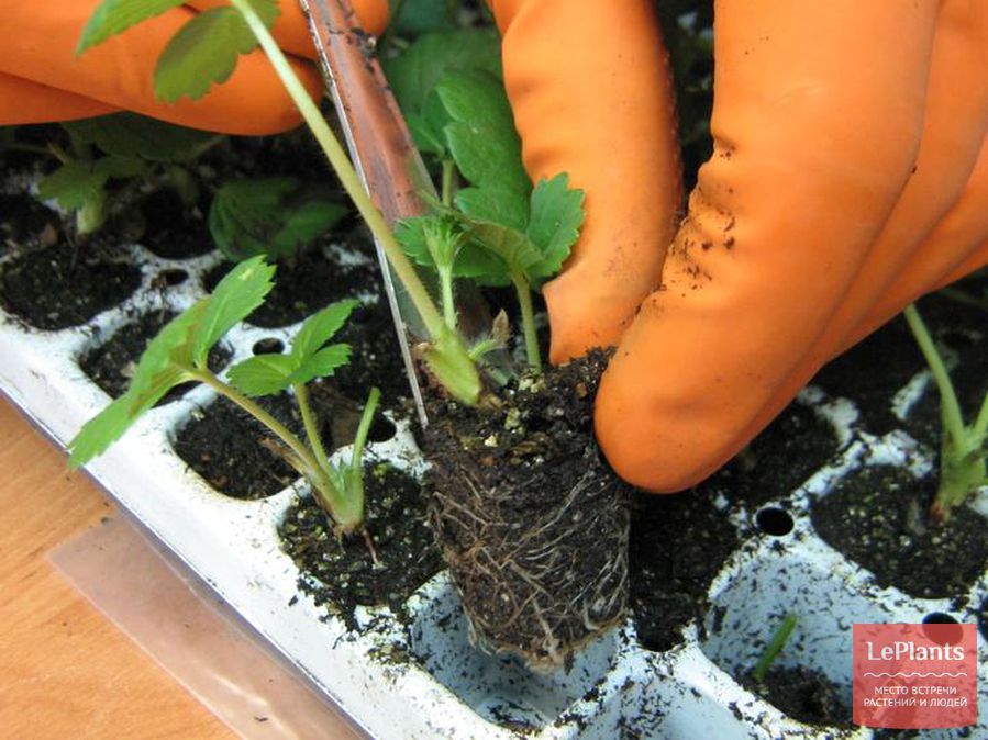 Коли можна висаджувати розсаду суниці. Суниця: посадка, догляд і вирощування суниці з насіння в домашніх умовах