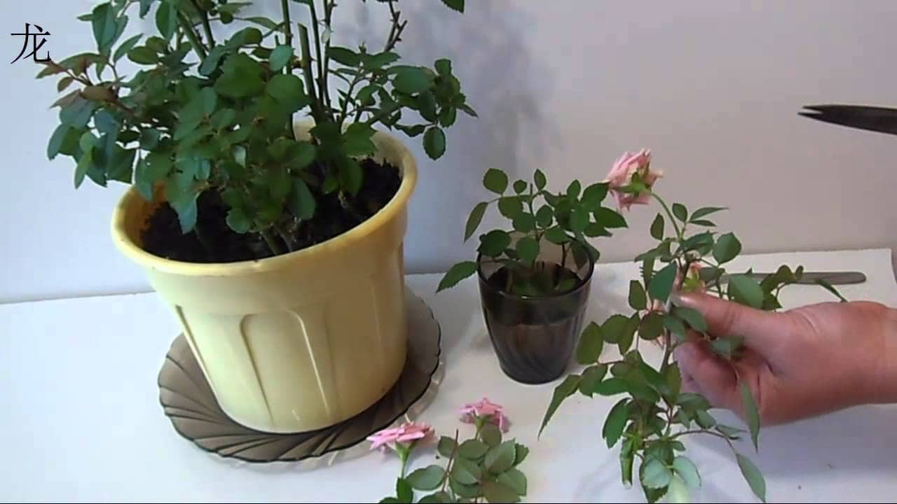 Як обрізати домашні троянди восени. Саншет агроуспіх-захист рослин від сонячних опіків і посухи