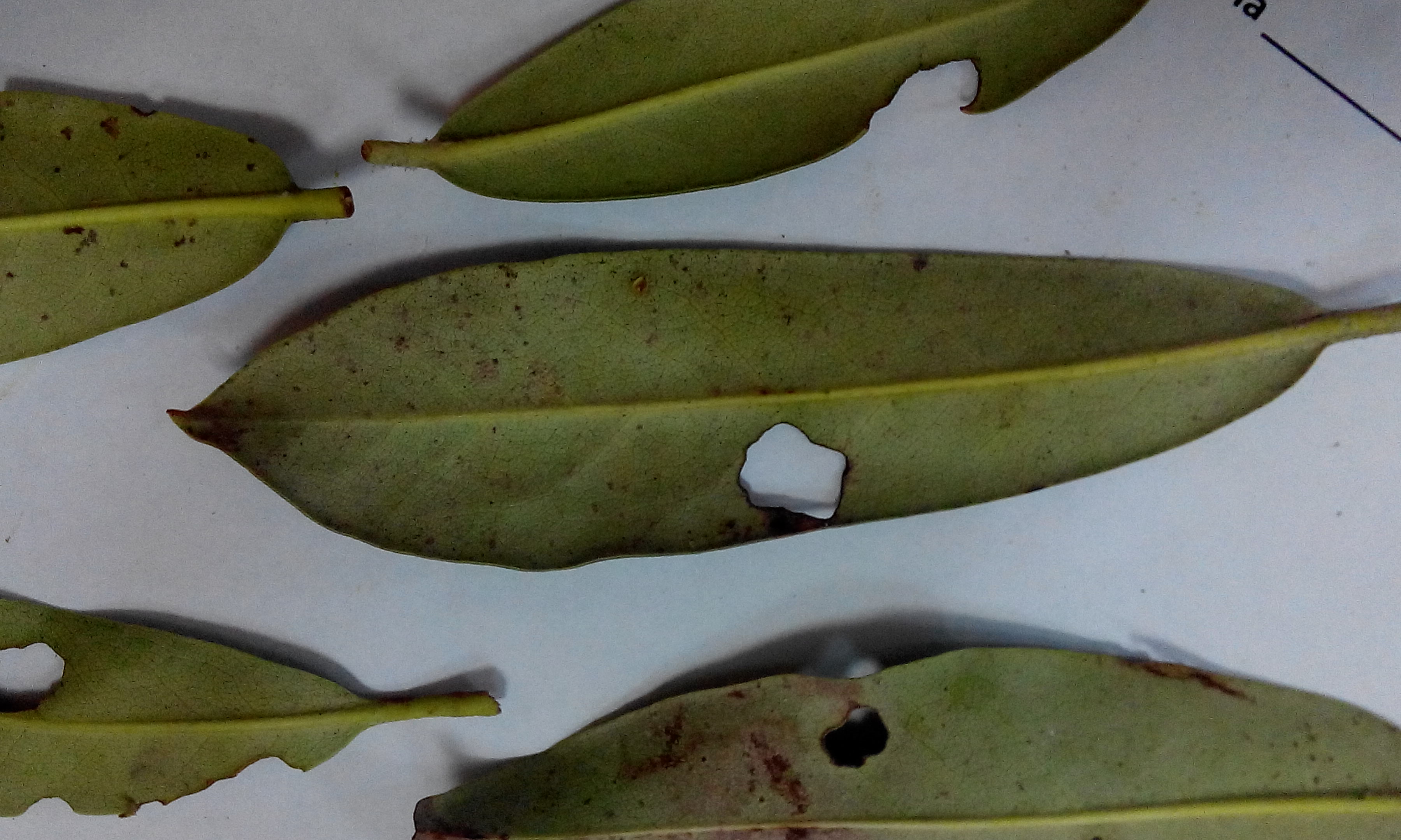 Чому на листках рододендрона зявляються коричневі плями. Основні хвороби рододендрона і методи їх лікування