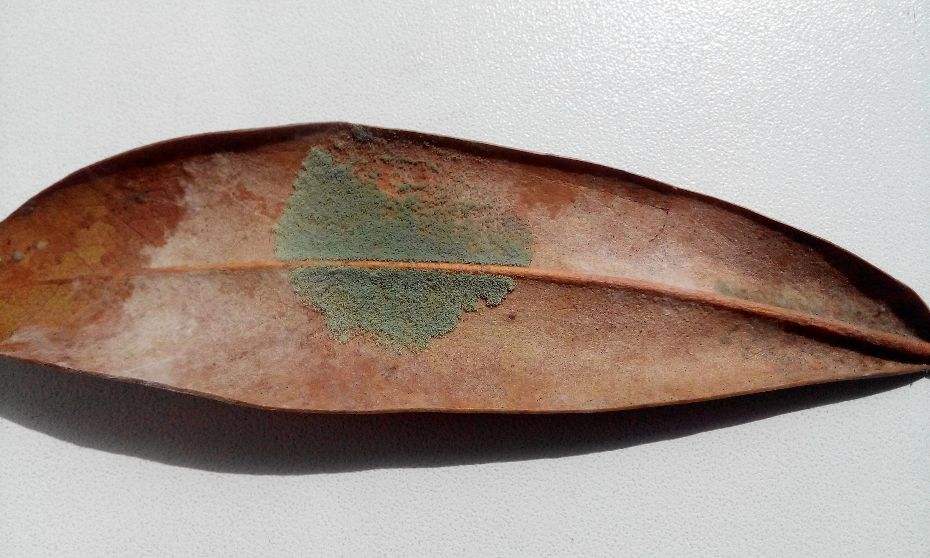 Чому на листках рододендрона зявляються коричневі плями. Основні хвороби рододендрона і методи їх лікування