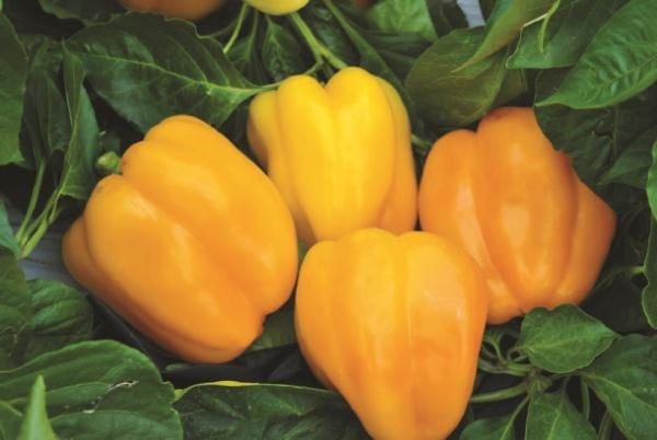 Суперранні сорти перцю. Огляд найбільш врожайних сортів перцю: вибираємо ранні, середньоранні та пізні сорти для посадки