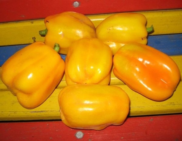 Суперранні сорти перцю. Огляд найбільш врожайних сортів перцю: вибираємо ранні, середньоранні та пізні сорти для посадки
