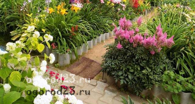 Астильба погано цвіте що робити. Астильба-вирощування та догляд