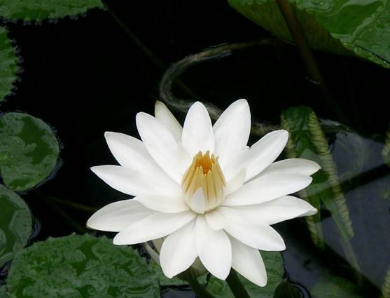 Найкрасивіший і рідкісний лотос. Лотос-божественна квітка або підступний бурян