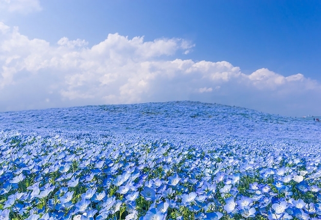 Квіткові поля в японії: природна палітра бутонів. Парк хітачі-сісайд (hitachi seaside park) хітатінака, префектура ібаракі, японія опис парку хітачі