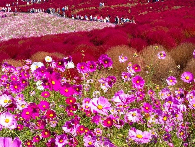Квіткові поля в японії: природна палітра бутонів. Парк хітачі-сісайд (hitachi seaside park) хітатінака, префектура ібаракі, японія опис парку хітачі
