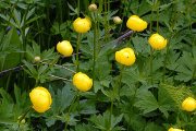 Купальница азіатська опис. Особливості вирощування смаження (купальниці азіатської) в саду
