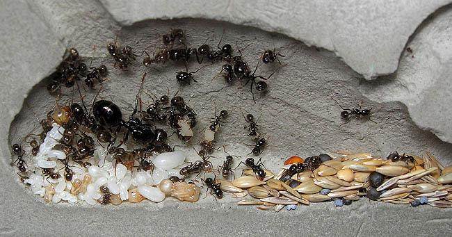 Мурахи вбивці-найнебезпечніші в світі. Мурахи чим небезпечні найстрашніші мурахи в світі