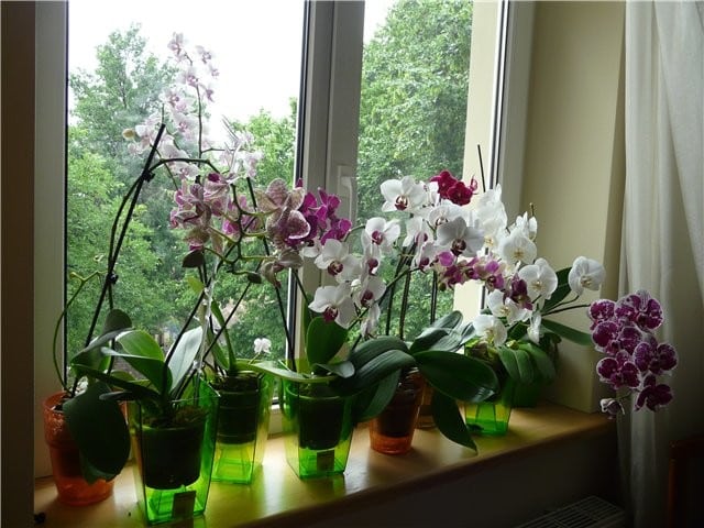 Фаленопсис прикмети і забобони. Чи варто тримати вдома орхідею-прикмети і забобони про квітку