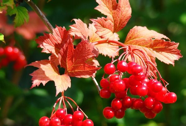 Як листя змінюють свій колір восени. Яка речовина забарвлює листя в зелений, жовтий, помаранчевий, червоний колір: рослинні пігменти