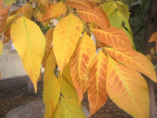 Як листя змінюють свій колір восени. Яка речовина забарвлює листя в зелений, жовтий, помаранчевий, червоний колір: рослинні пігменти