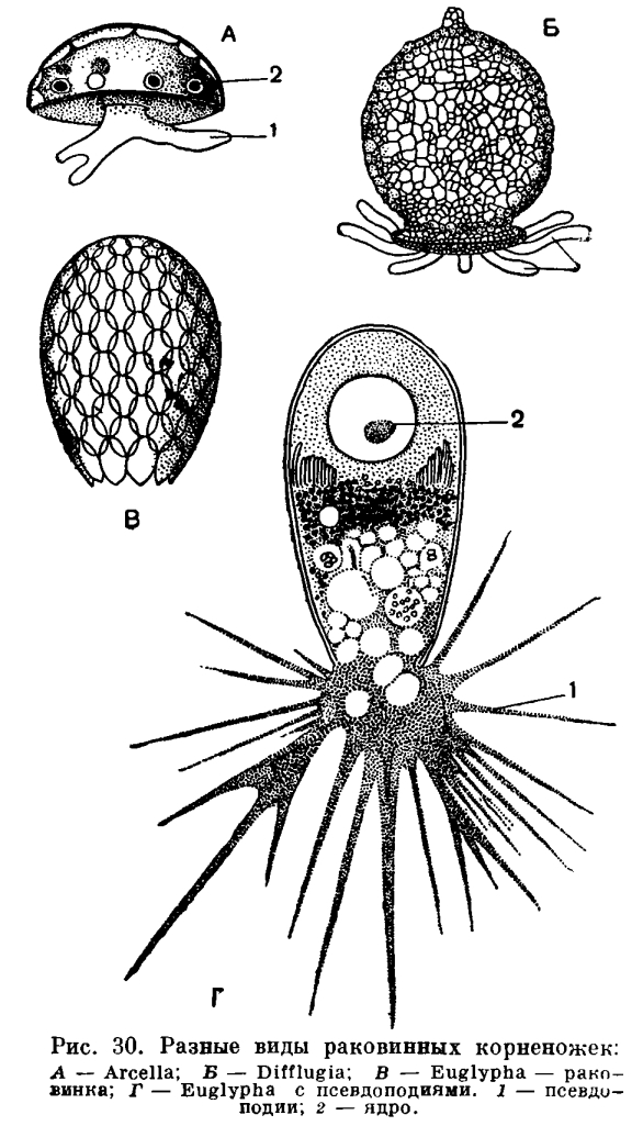 Тип форамініфери (foraminifera). Форамініфери: будова та екологія загін форамініфери харчування