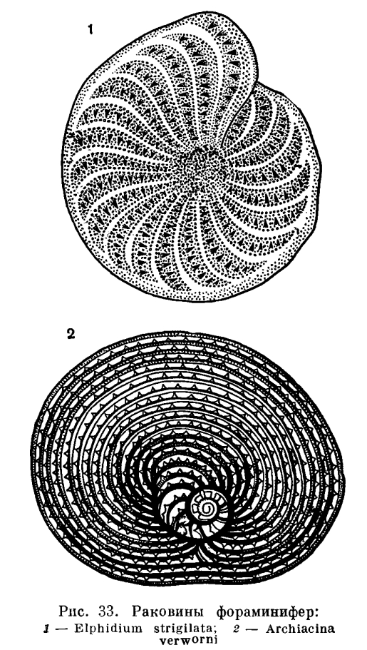 Тип форамініфери (foraminifera). Форамініфери: будова та екологія загін форамініфери харчування