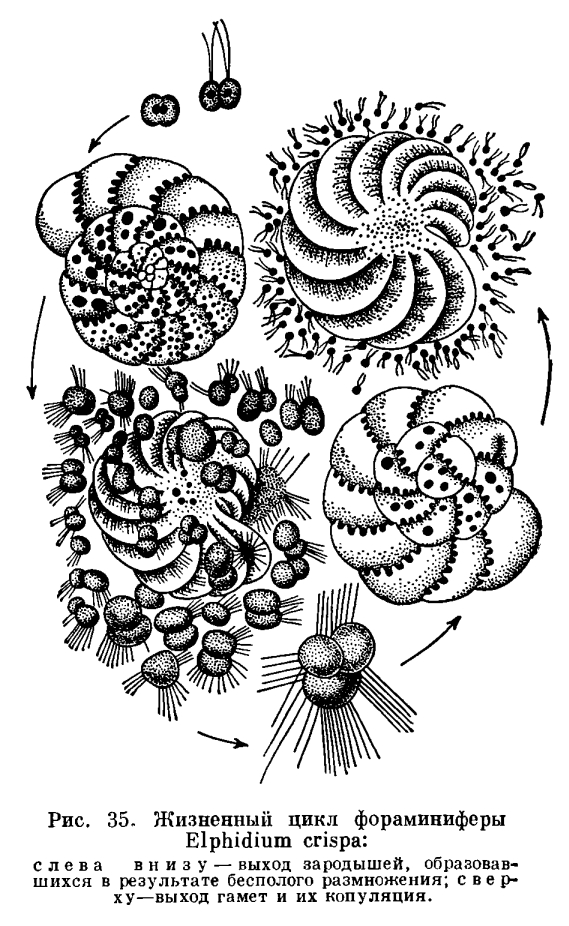 Тип форамініфери (foraminifera). Форамініфери: будова та екологія загін форамініфери харчування