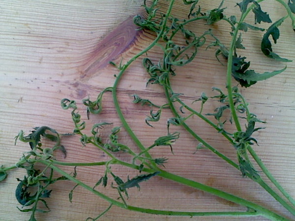 Гортензия шершавая макрофилла hydrangea aspera macrophylla. Гортензия саржента гортензия шершавая саржента
