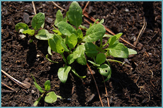 Шпинат посадка догляд. Як виростити шпинат в городі і на присадибній ділянці