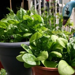 Шпинат посадка догляд. Як виростити шпинат в городі і на присадибній ділянці