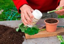 How to use rooting hormones for successful plant propagation