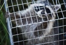 Як безпечно і гуманно зловити єнота
