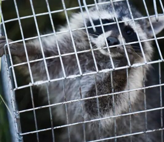 How to Trap a Raccoon Safely and Humanely