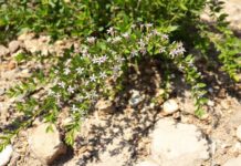 How to Plant Gaura in July for a Drought-Tolerant Garden